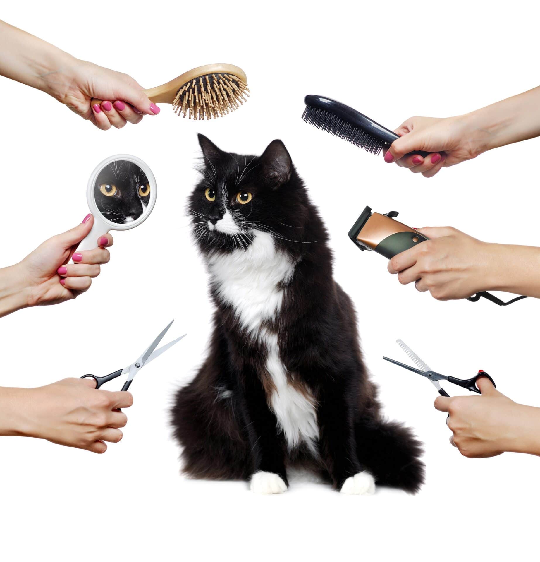 Long,Haired,Adult,Black,And,White,Cat,While,Grooming,Procedure