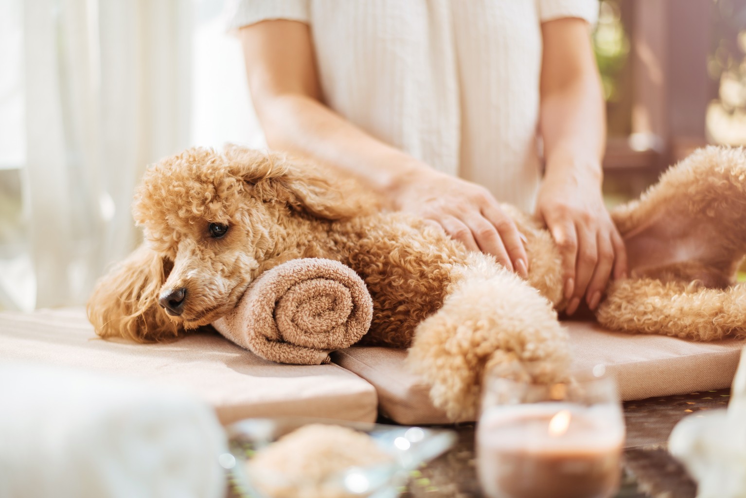 Fur Groomers shutterstock 1141813637 65356829