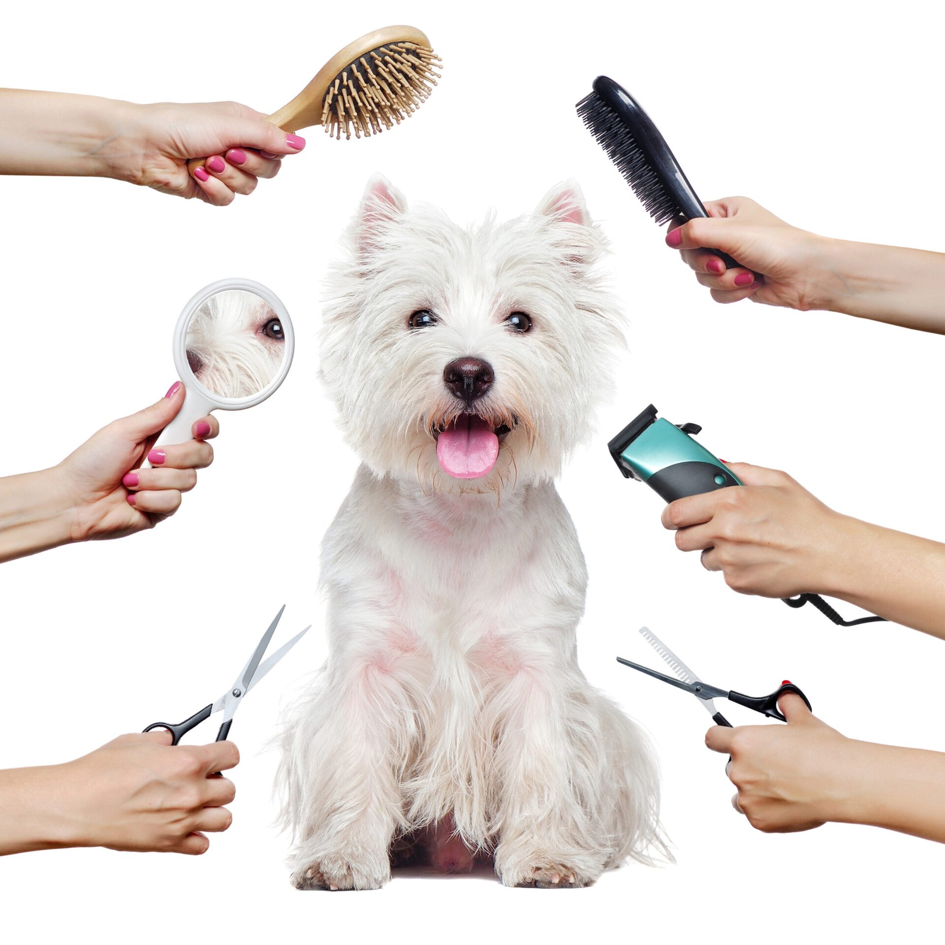 Pretty,Westhighland,Terrier,Puppy,And,Hands,With,Groomer,Tools,Isolated