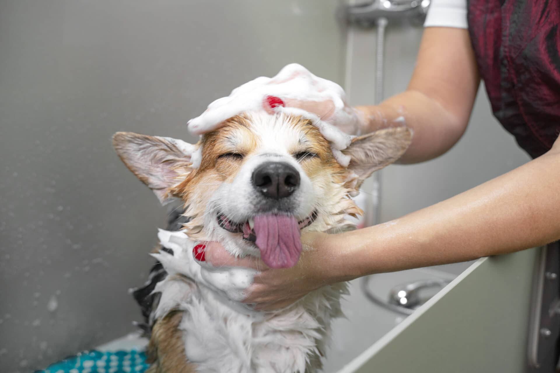 Fur Groomers shutterstock 1569883195 654002680240 scaled