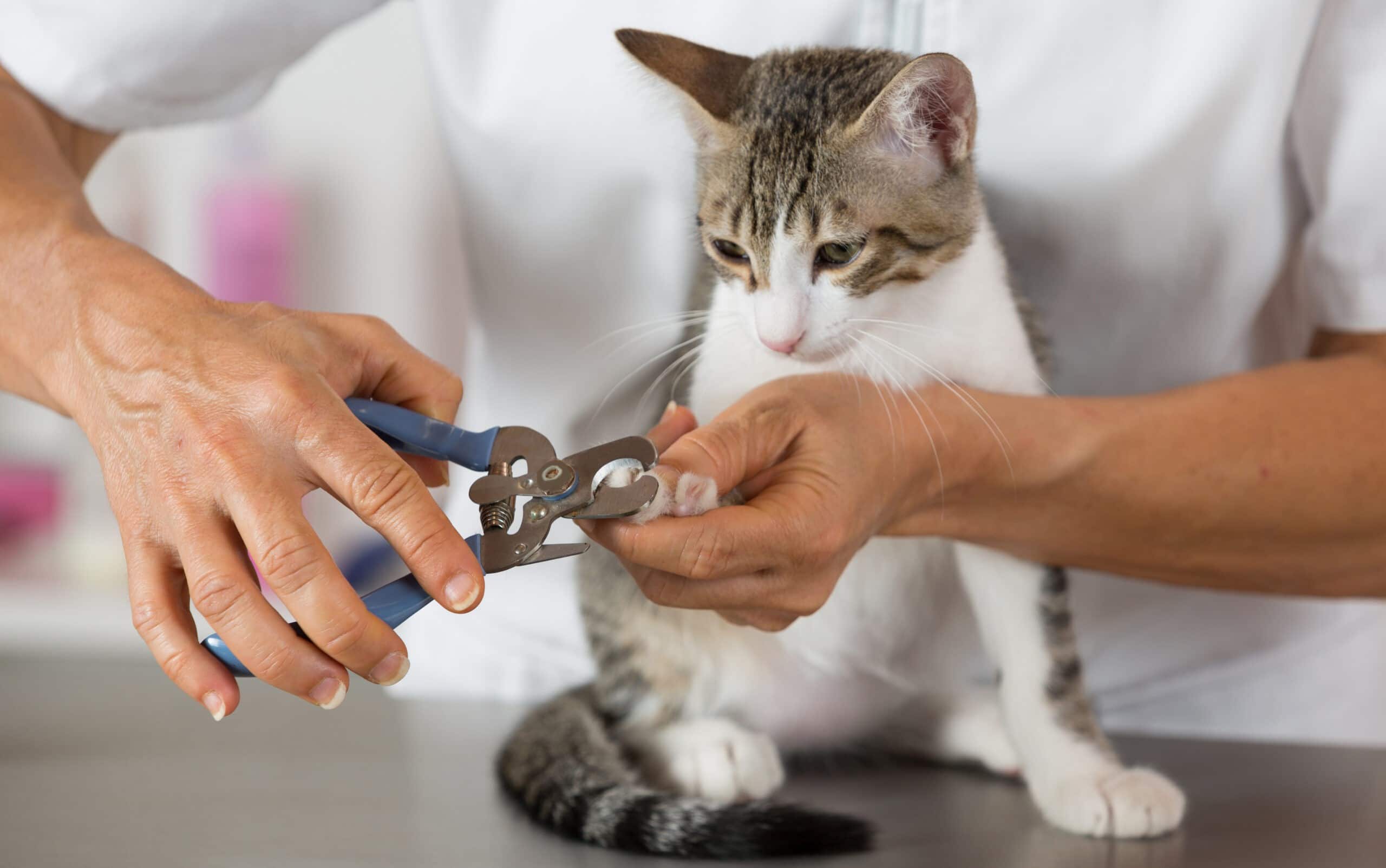 Fur Groomers shutterstock 304482737 1 scaled