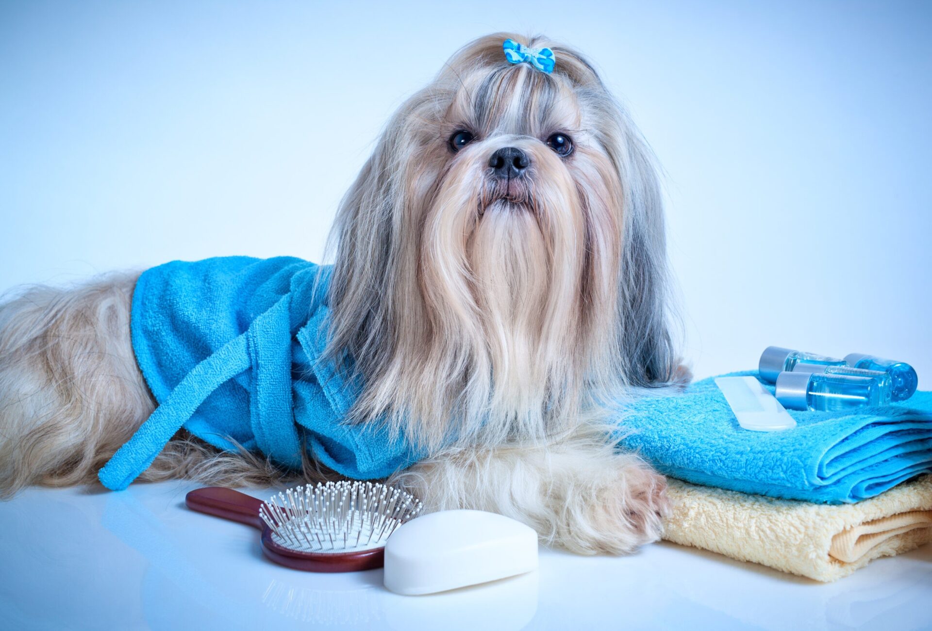 Fur Groomers shutterstock 348425648 653520303258 scaled