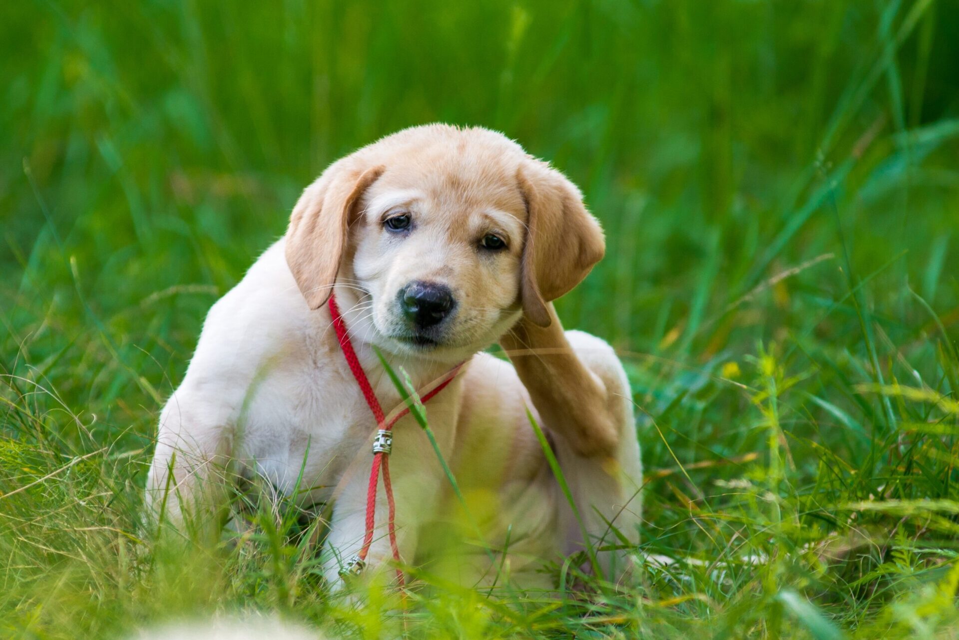 Fur Groomers shutterstock 452360023 653471977088 2 scaled